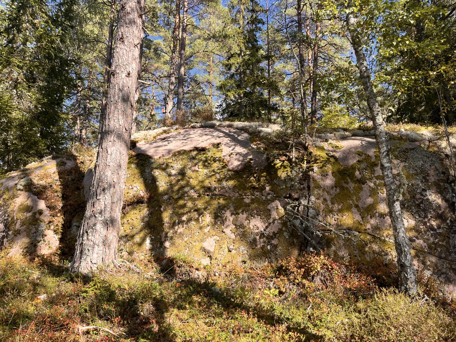 Sollys på klipper, mos og skovens træer