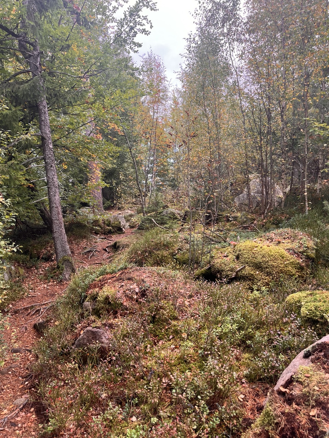 Skovsti mellem mos, klipper og efterårsløv